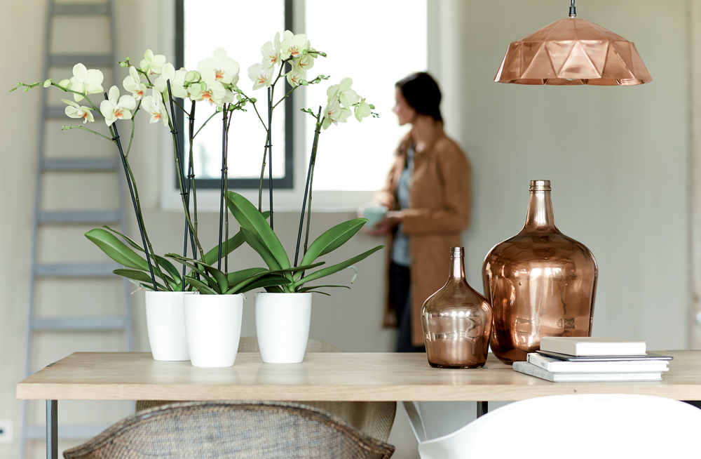 Brussels Diamond Orchidee Hoch 12,5