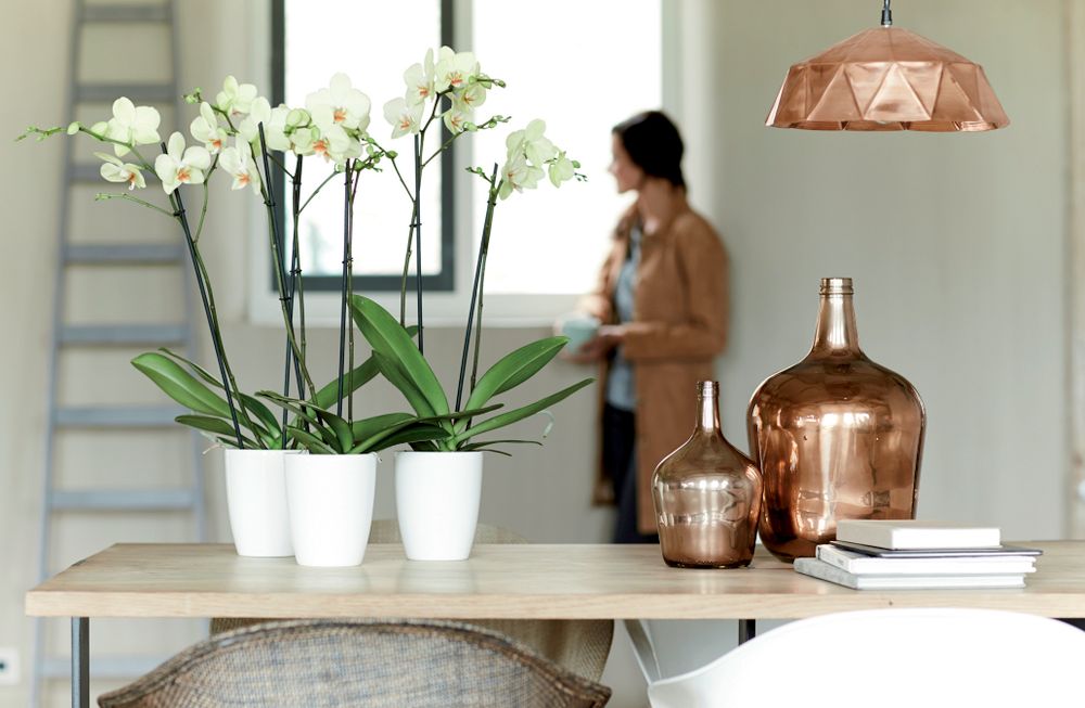 Brussels Diamond Orchidee Hoch 12,5