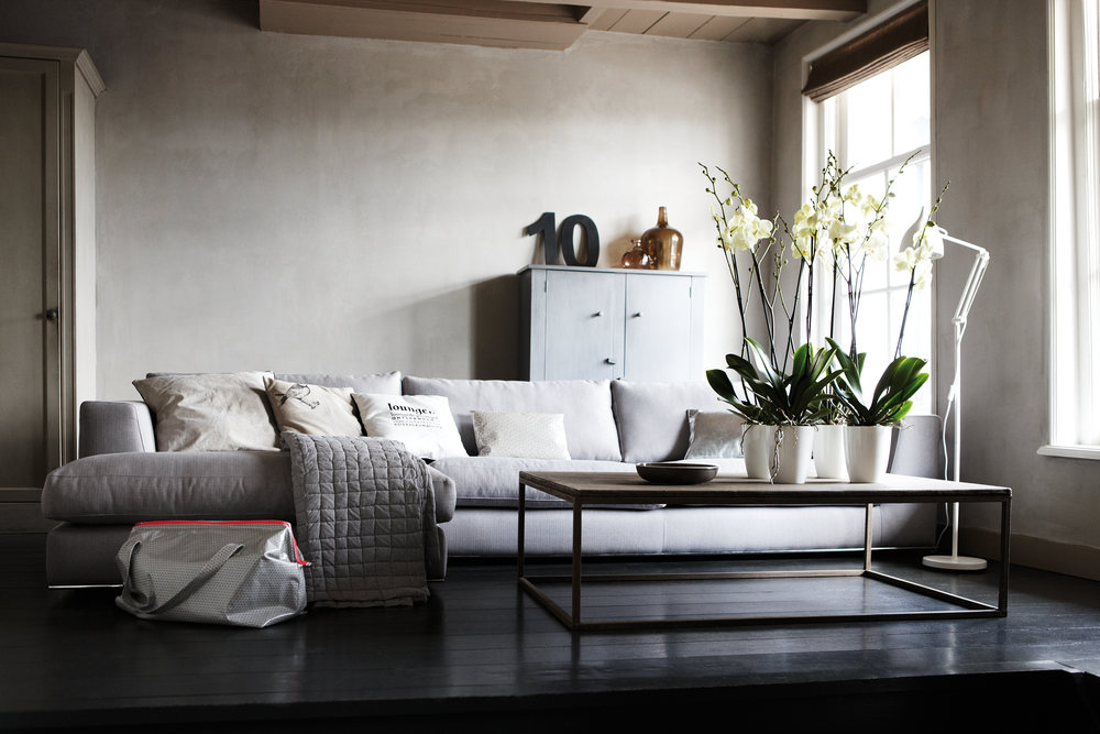Brussels Diamond Orchidee Hoch 12,5