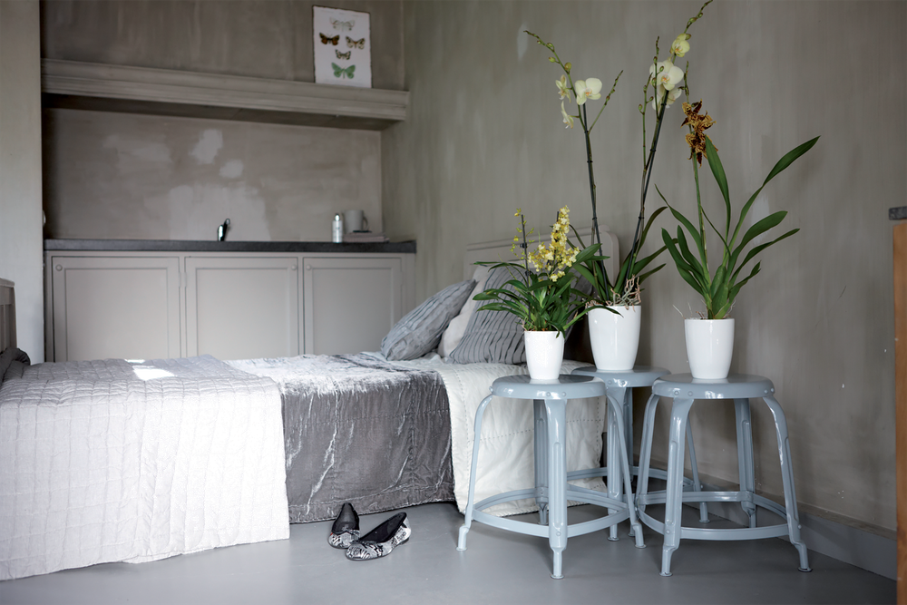 Brussels Diamond Orchidee Hoch 12,5