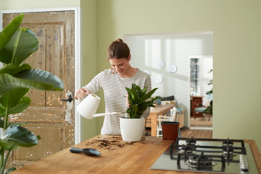 Selbstbewässerungssystem 13