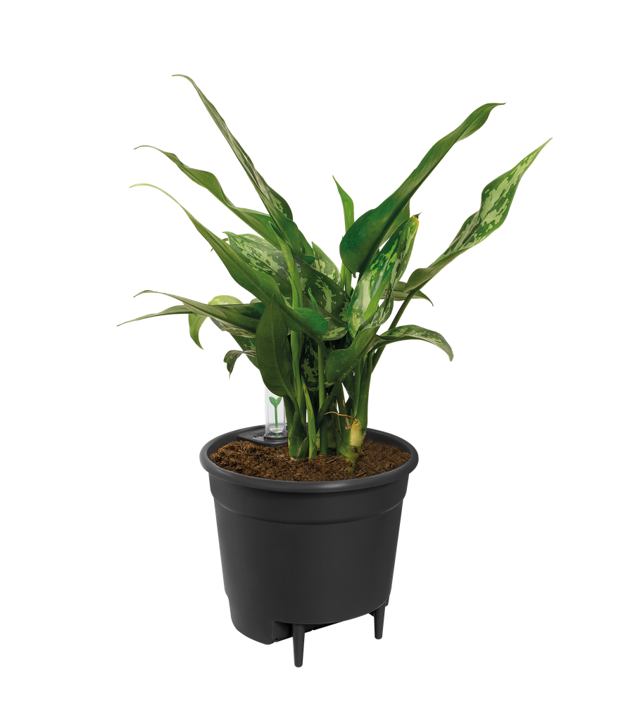 Selbstbewässerungssystem 13