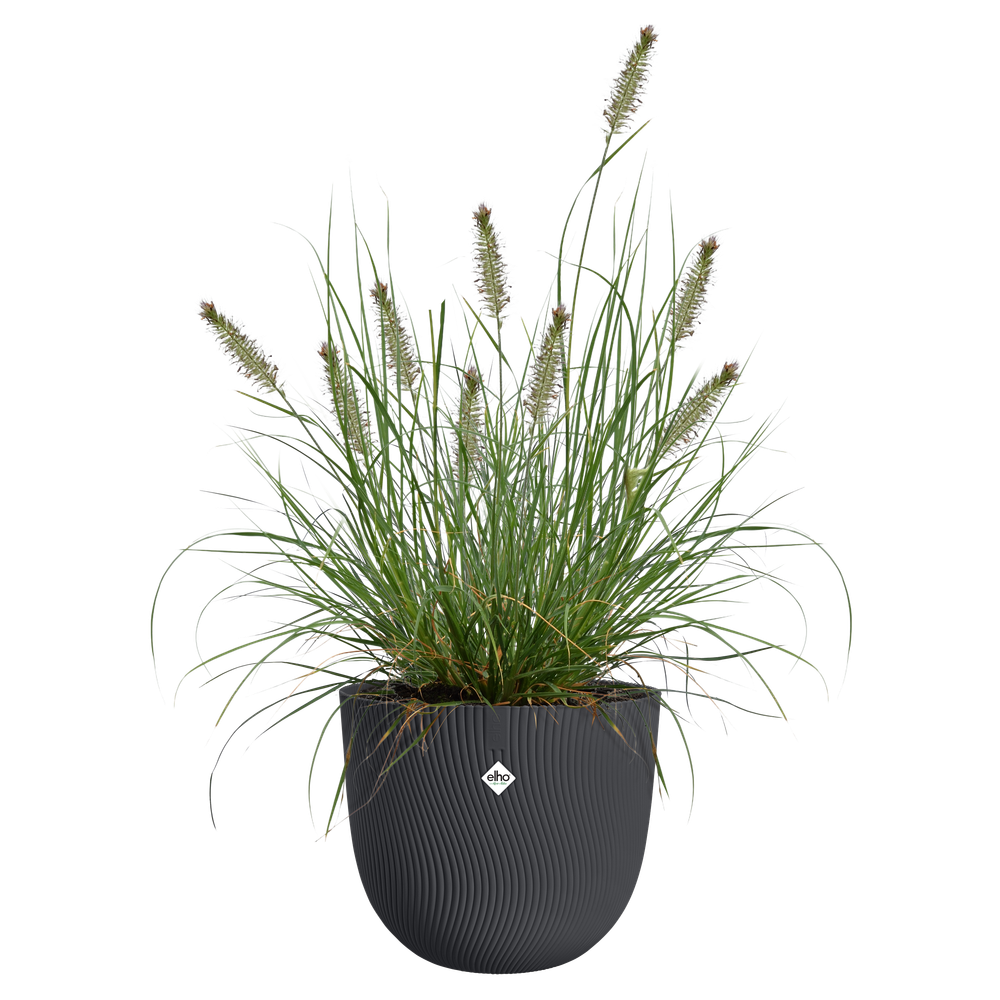 Sereh Rund 25