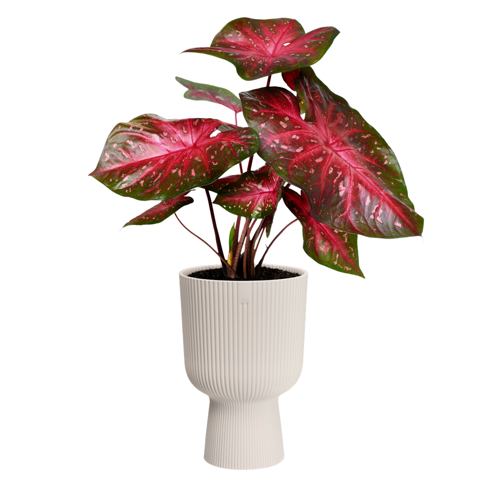 Vibes Fold Coupe 30