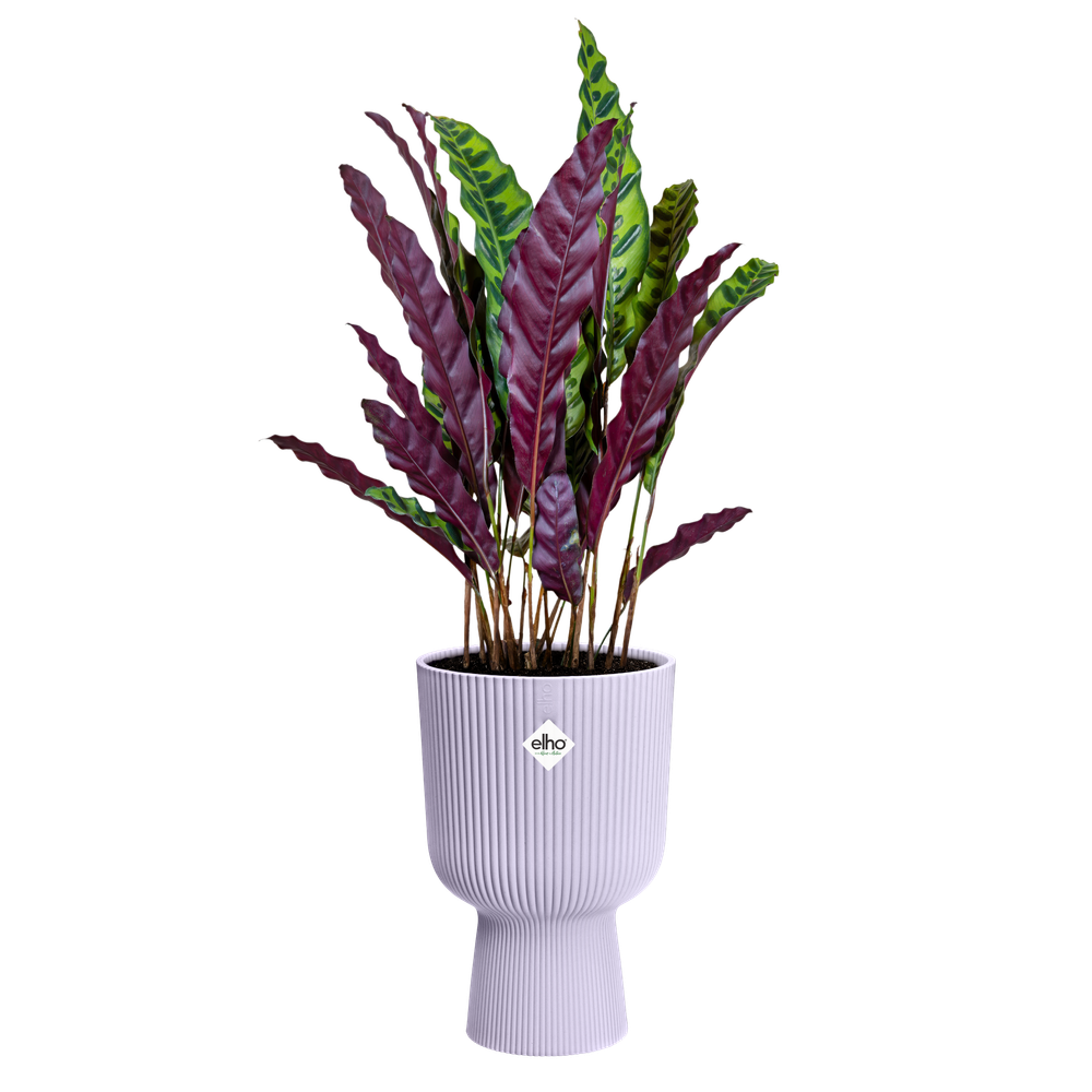 Vibes Fold Coupe 14