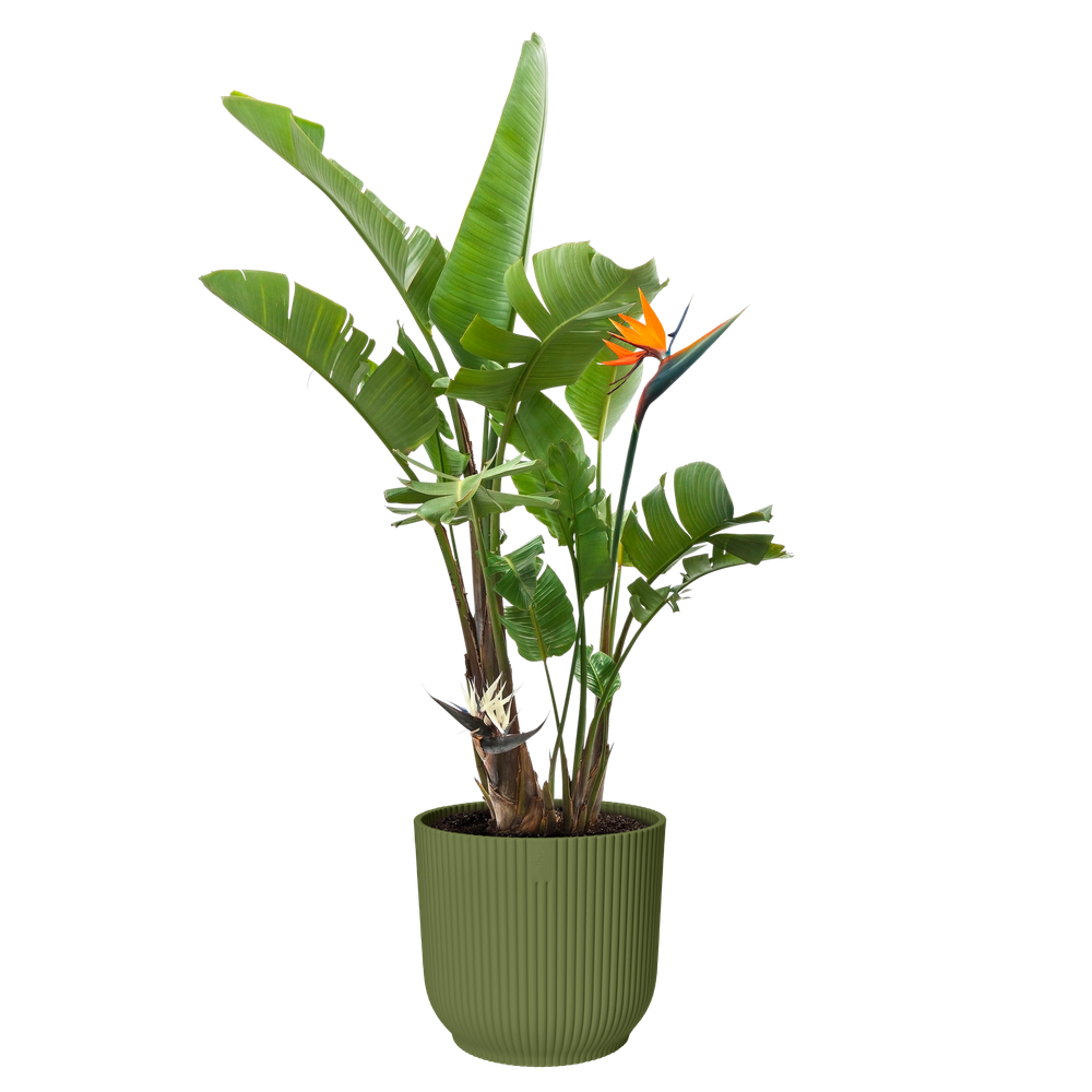 Vibes Fold Rund 40